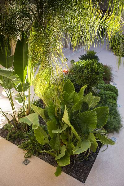 Jardinière du patio du palais de LA PLAGE La Ciotat 